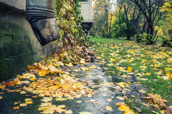 Umgefallene Gelbe Blätter Liegen Nach Dem Regen Unter Dem Abflussrohr — Stockfoto