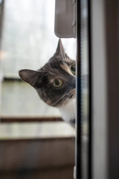 Roztomilá Mladá Kočka Šmíruje Zavřeného Okna Detailní Záběr — Stock fotografie