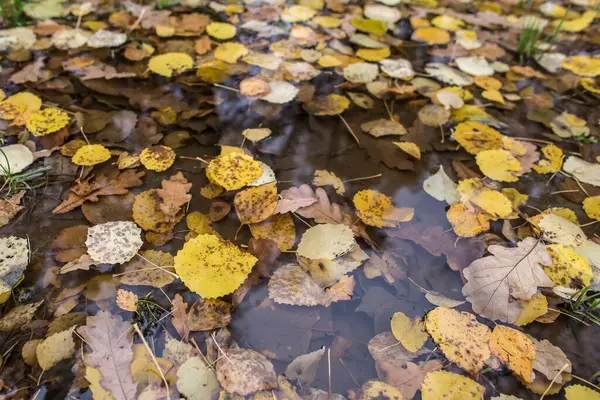 Gelbe Herbstblätter Einer Regenpfütze Nahaufnahme — Stockfoto