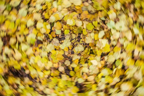 Gelbe Herbstblätter Der Linde Verschwimmen Kreis — Stockfoto