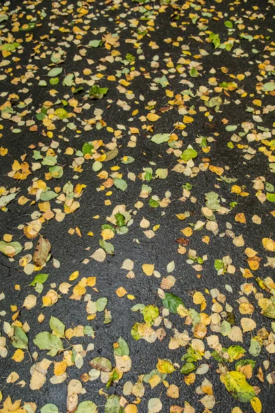 Herbstliches Laub Liegt Nach Dem Regen Auf Der Asphaltstraße — Stockfoto