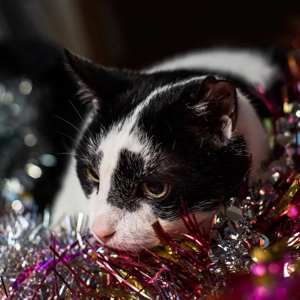 Söt Grubblande Svart Vit Katt Ligger Flerfärgad Tinsel Närbild — Stockfoto