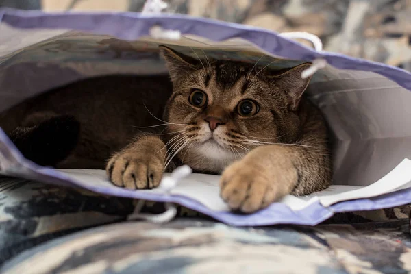 Słodkie Puszysty Kot Brytyjski Złoty Szynszyla Zaznaczył Figlarnie Ukryte Prezent — Zdjęcie stockowe