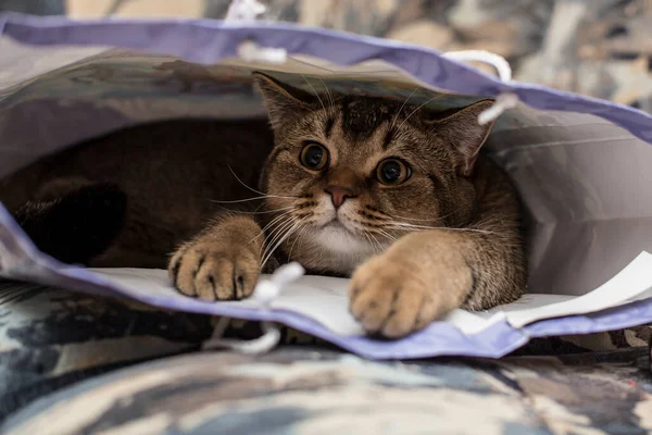 Şirin Tüylü Kedi Ngiliz Altın Çinçillası Şakacı Bir Şekilde Hediye — Stok fotoğraf