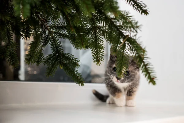 Bonito Pequeno Gato Brincalhão Senta Uma Soleira Janela Janela Sob — Fotografia de Stock