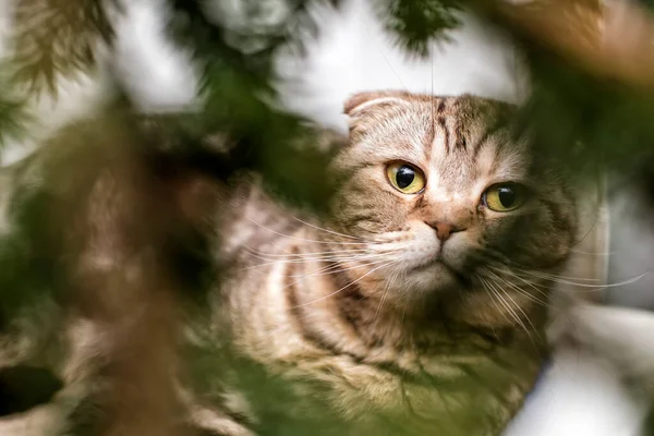 Vacker Skotsk Vik Katt Med Blick Den Suddiga Julgran Grenar — Stockfoto