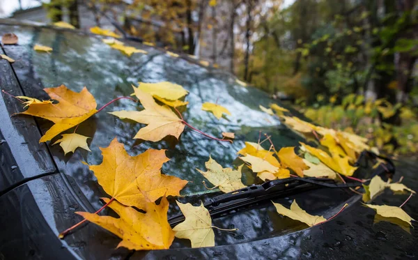 Gelbe Ahornblätter Liegen Auf Der Windschutzscheibe Des Autos Und Unter — Stockfoto