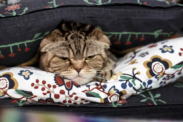 Egy Aranyos Ráncos Skót Fold Macska Egy Szigorú Tekintet Fekszik — Stock Fotó