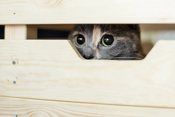 Młody Słodki Trójkolorowy Kot Interesującymi Szpiegami Dla Fotografa Pudełka — Zdjęcie stockowe