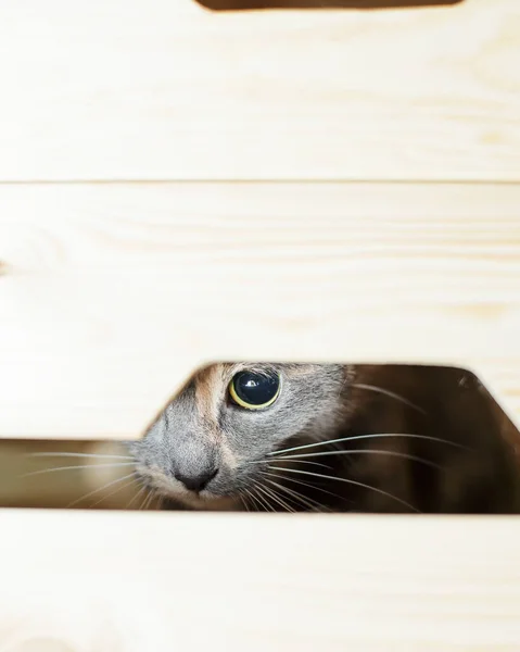 Ung Söt Trefärgad Katt Med Intresse Kikar Fotografen Från Lådan — Stockfoto