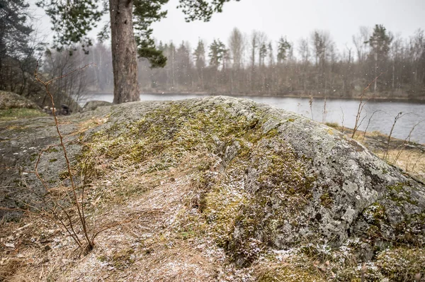 Kiefern Auf Einem Schneebedeckten Steinhügel Vor Dem Hintergrund Eines Sees — Stockfoto