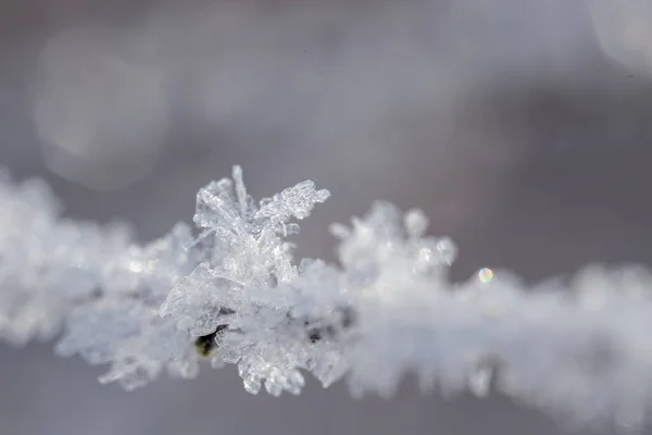 枝の上の霜の美しい結晶 閉じる — ストック写真