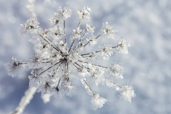 Schöne Gefrorene Pflanze Einem Frühfrostigen Sonnigen Morgen Auf Verschwommenem Hintergrund — Stockfoto