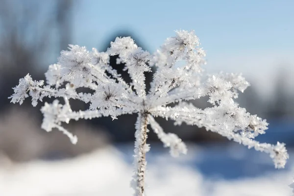 早朝の霜が降り 晴れた日の朝に美しい冷凍植物 ぼやけた背景に — ストック写真