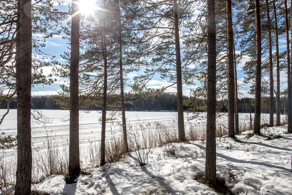 Paesaggio Invernale Pini Controluce Solare Sullo Sfondo Del Lago Innevato — Foto Stock