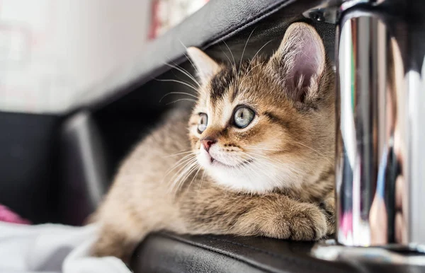Miły Słodki Kotek Brytyjski Złoty Szynszyla Siedzi Kanapie Zbliżenie — Zdjęcie stockowe
