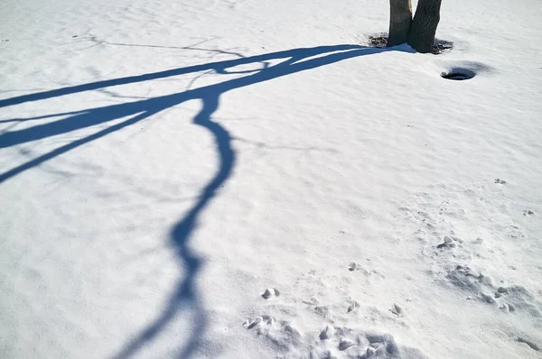 Shadow Tree White Snow Sunny Spring Day — Stock Photo, Image
