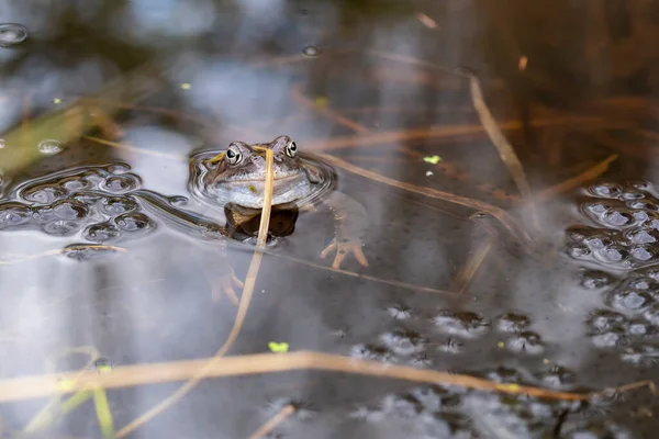 Grenouille Brune Europe Rana Temporaria Dans Étang Parmi Les Œufs — Photo