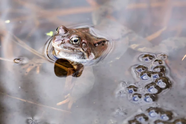 Grenouille Brune Europe Rana Temporaria Dans Étang Parmi Les Œufs — Photo