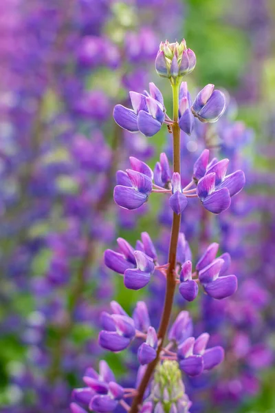 Прекрасний Квітковий Люпин Lupinus Невеликим Мурахом Стеблі Якого Фіолетового Фону — стокове фото