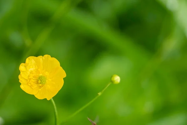Hermosas Flores Amarillas Buttercup Ranunculus Acris Con Gotitas Agua Después — Foto de Stock