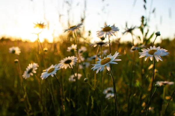 Lindas Flores Margarida Leucântemo Campo Pôr Sol — Fotografia de Stock