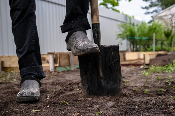 Mannen Satte Fot Gummiskor Stålspade Trädgård Bakgrunden Staketet Mulen Sommardag — Stockfoto