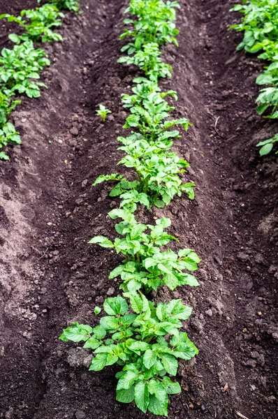 Köyde genç ve yeşil bir patates tabağı, bulutlu bir yaz günü.