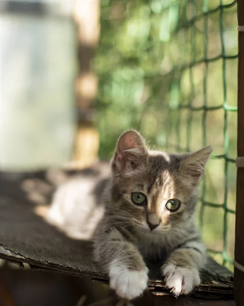 Small Cute Kitten Relaxed Basking Sun Balcony Old Plywood Blurred — Stock Photo, Image
