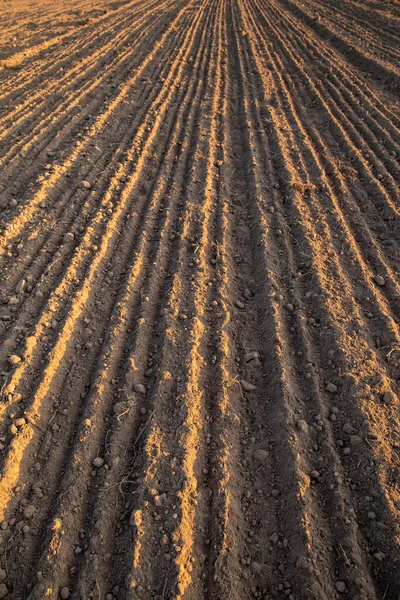 Farmland Recently Plowed Prepared Sowing Land Evening Sunset — Stock Photo, Image