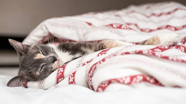 Милая Кошка Спит Кровати Завернутой Одеяло Крупный План — стоковое фото