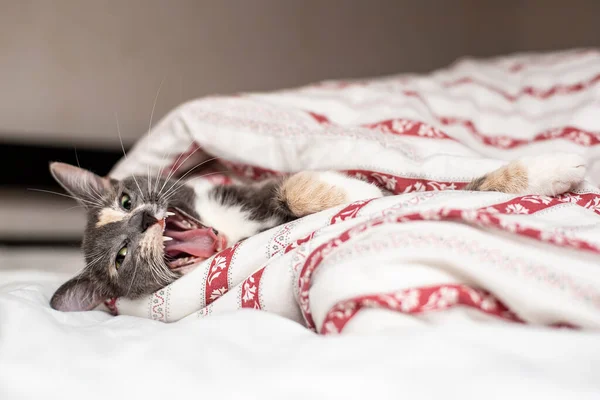 Leuke Kat Liggend Bed Onder Dekens Geeuwen Close — Stockfoto