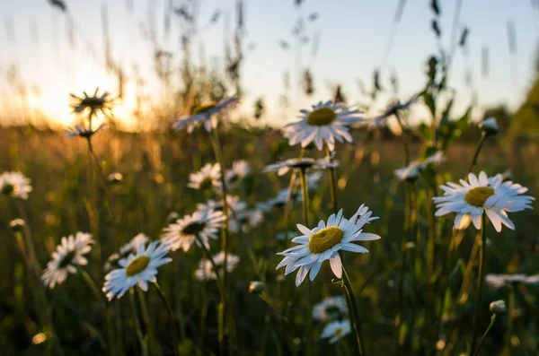 Beautiful Flowers Daisy Leucanthemum Field Sunset Royalty Free Stock Photos
