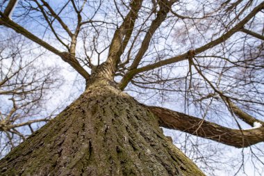 Kadim kudretli ıhlamur ağacı, arka planda karla kaplı dallar, mavi gökyüzü ve bulutlar, güneşli, soğuk bir kış gününde..