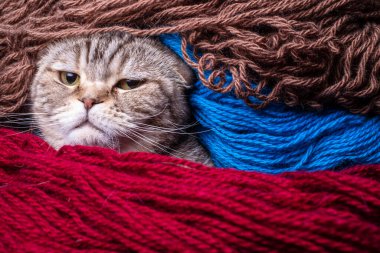 Lanetli İskoç kedisi kesinlikle renkli yün ipliğe sarılmış gibi görünüyor. Yakın plan..