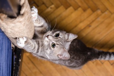 Şirin kedi, ipe sarılı tahta kirişte keskin pençelerini biliyor. Yakın plan..