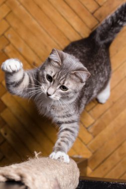 Şirin kedi, ipe sarılı tahta kirişte keskin pençelerini biliyor. Yakın plan..