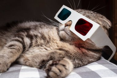 Komik İskoç kedisi 3D gözlük takıyor ve TV 'de film seyrediyor, kanepede dinleniyor.