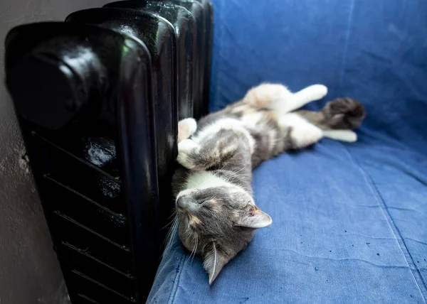 Gato Bonito Mestiço Deitou Costas Dorme Profundamente Sofá Azul Perto — Fotografia de Stock