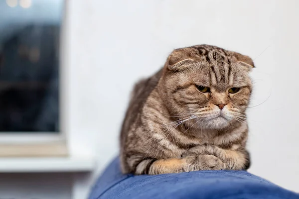 Lindo Gato Scottish Fold Está Acostado Sofá Azul Doblando Suavemente —  Fotos de Stock