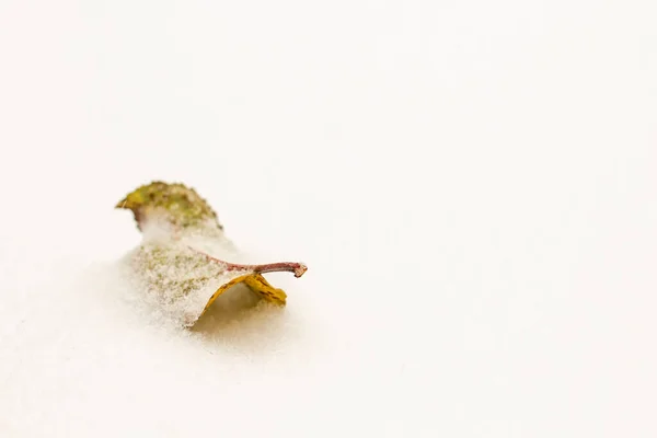 Осенний Лист Яблони Лежит Белом Свежем Снегу — стоковое фото