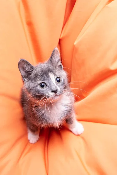 Cute Tricolor Kitten Sits Orange Pillow Carefully Looks — Stock Photo, Image