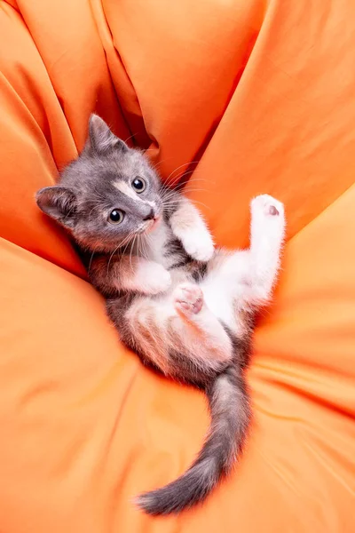 Cute Tricolor Kitten Lying Soft Orange Pillow His Back Looks — Stock Photo, Image