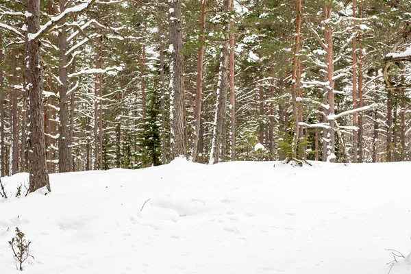 Landscape Snow Covered Pine Forest Snowdrifts Cloudy Cold Winter Day — Stock Photo, Image