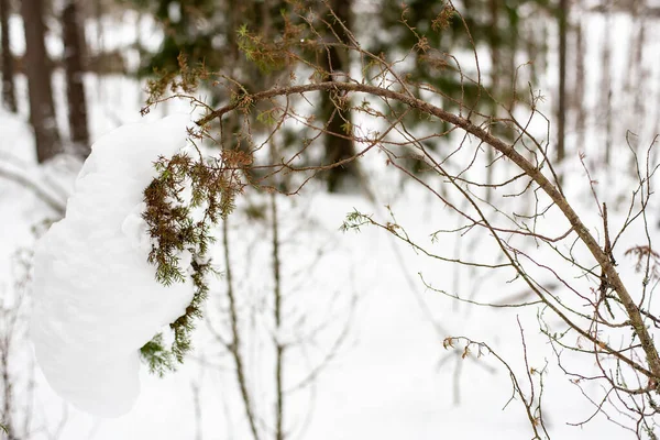 在寒冷多云的冬季森林里 脆弱的杜鹃在雪的重压下弯下腰来 — 图库照片