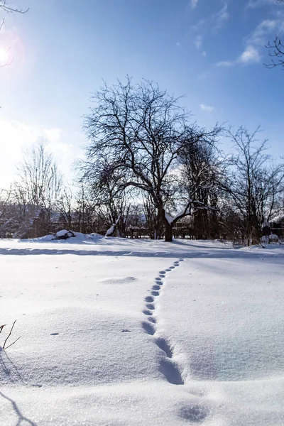 Snow Covered Deep Footprints Snowdrift Abandoned Garden Countryside Background Golubugo — Stock Photo, Image