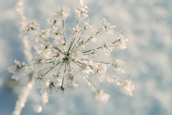 早朝の霜が降り 晴れた日の朝に美しい冷凍植物 ぼやけた背景に — ストック写真