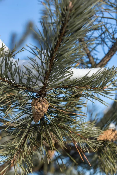 Jeune Cône Pin Sur Branche Enneigée Pin Sur Fond Ciel — Photo