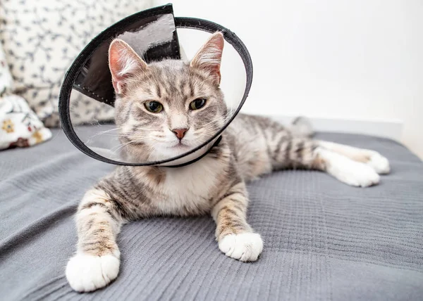 Şirin, üzgün, yeşil gözlü genç kedi ameliyattan sonra veterinerlik tasmasında evde yatıyordu..