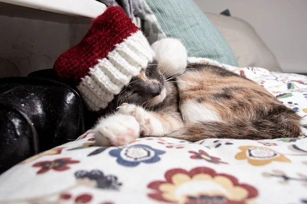 Yeni Yıl Şapkalı Şirin Bir Kedi Kış Akşamında Sıcak Bir — Stok fotoğraf